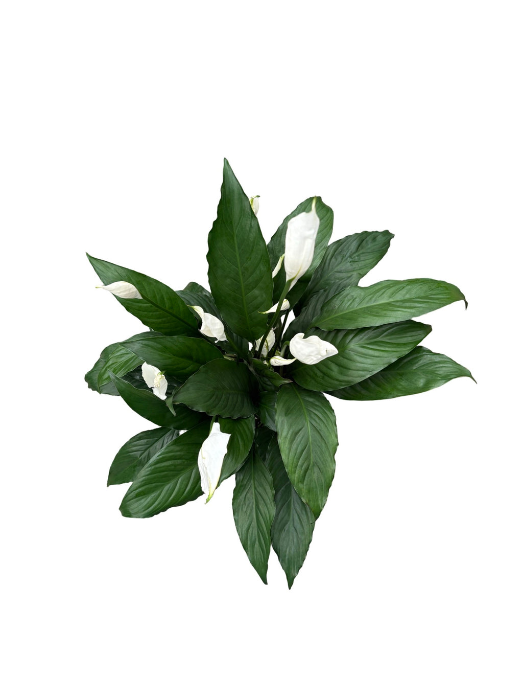 6" Spathiphyllum Flowerbunch w/ Spike