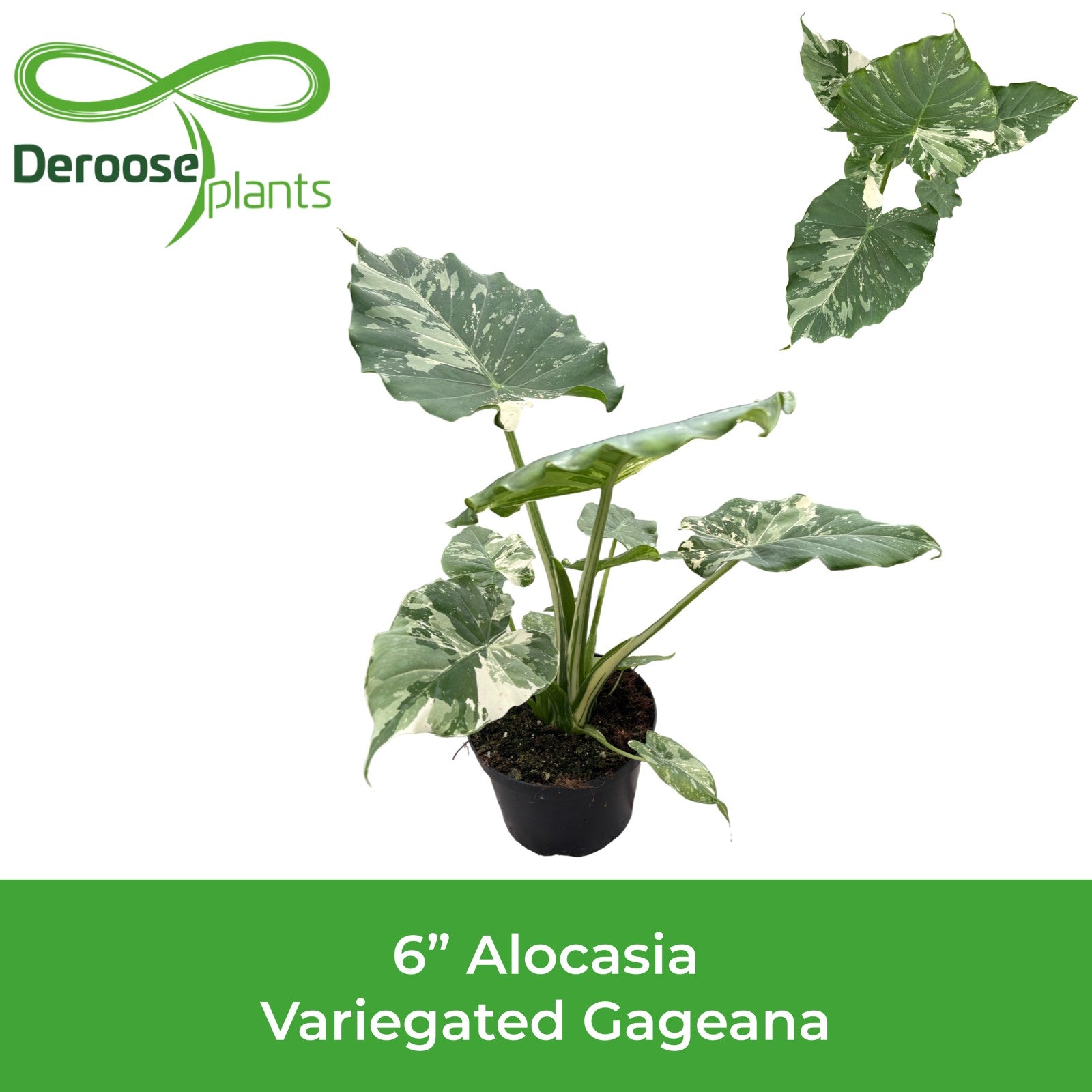 6" Alocasia Gageana 'Variegata'