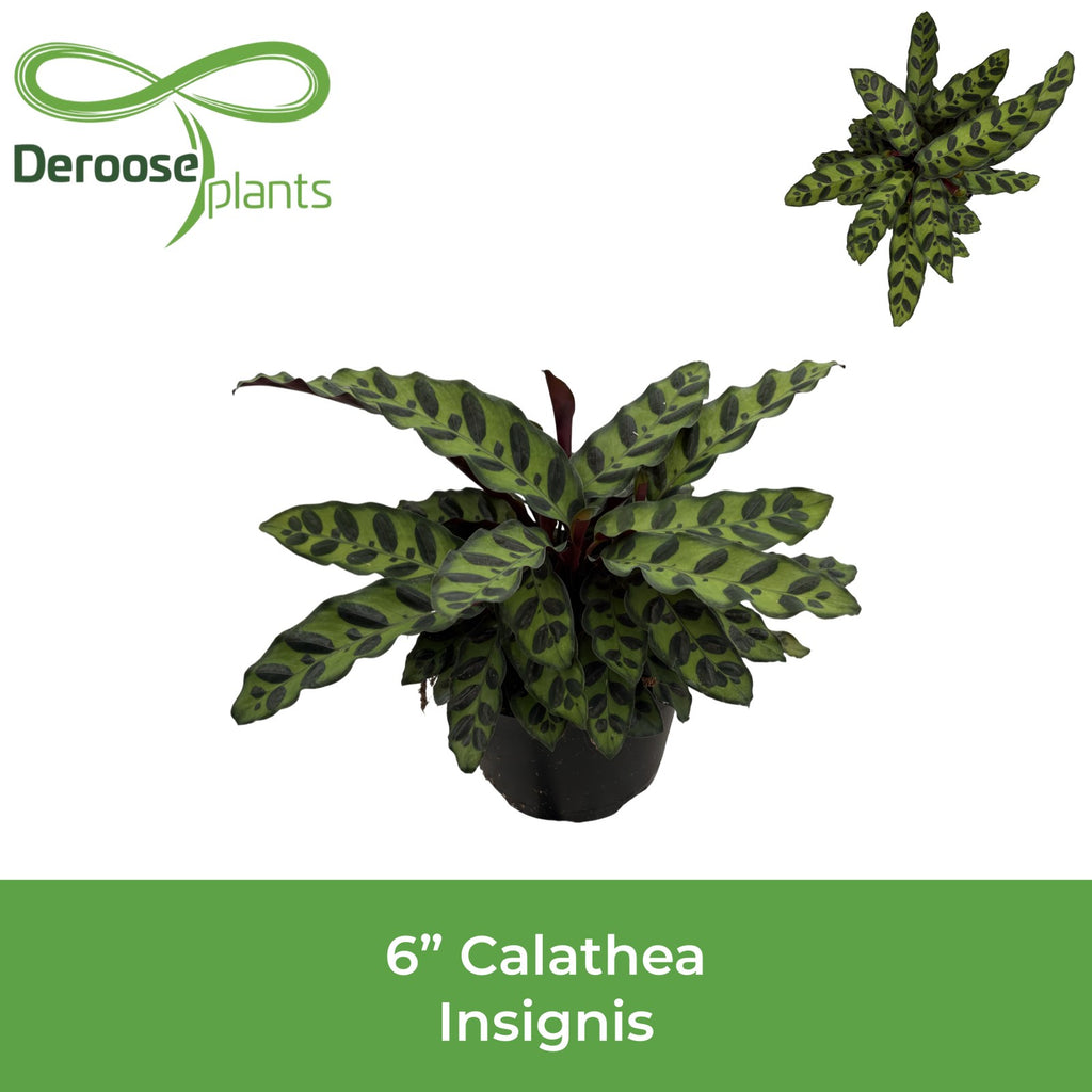 6" Calathea Insignis