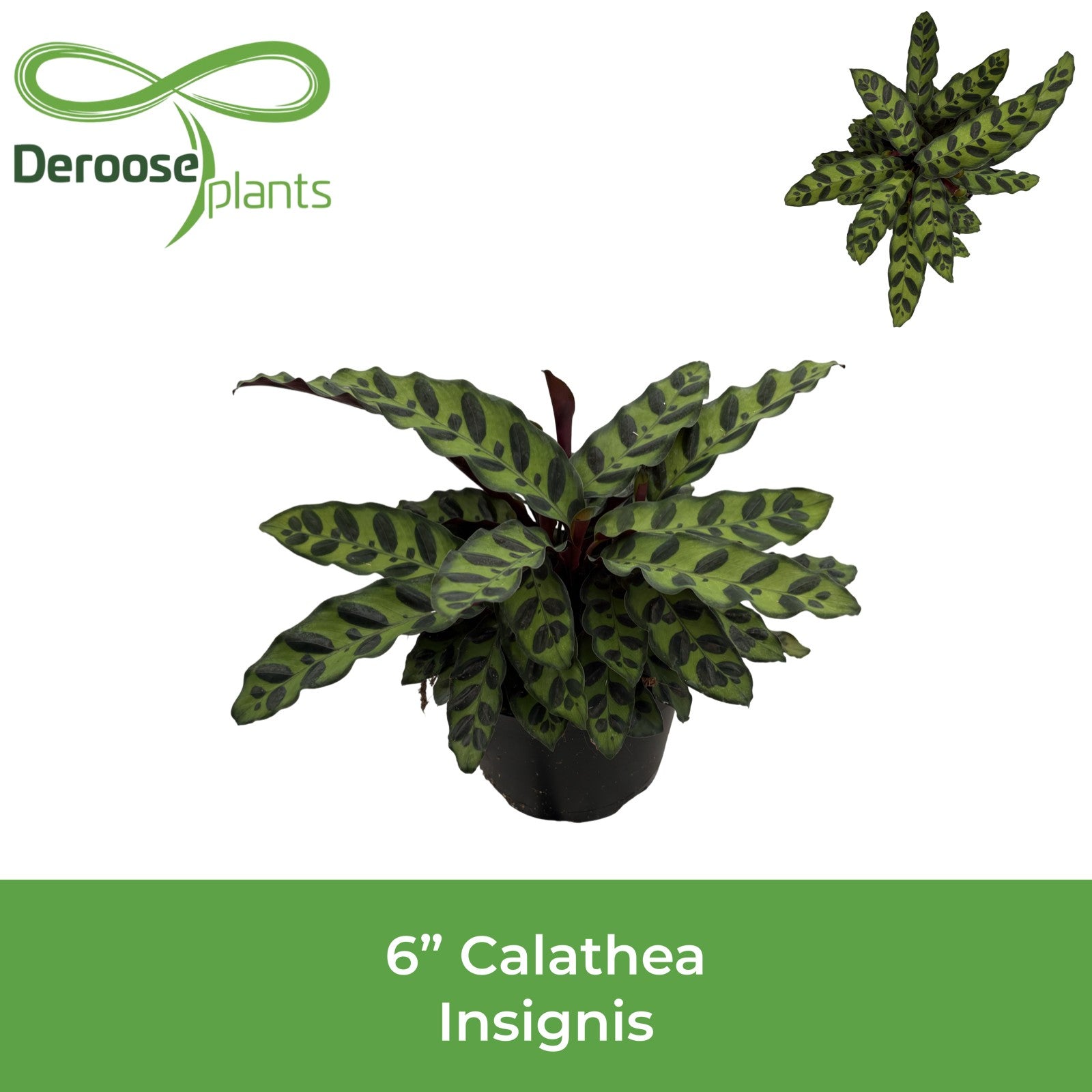 6" Calathea Insignis