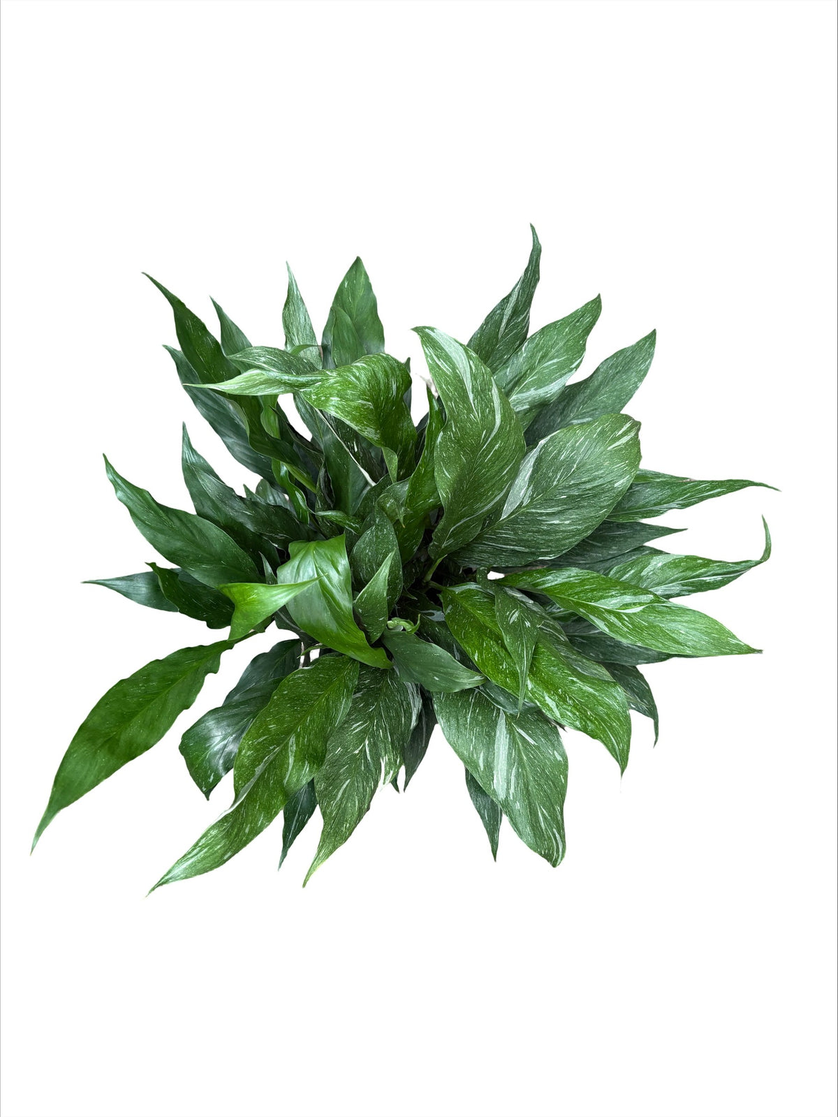 6" Spathiphyllum Jet Diamond
