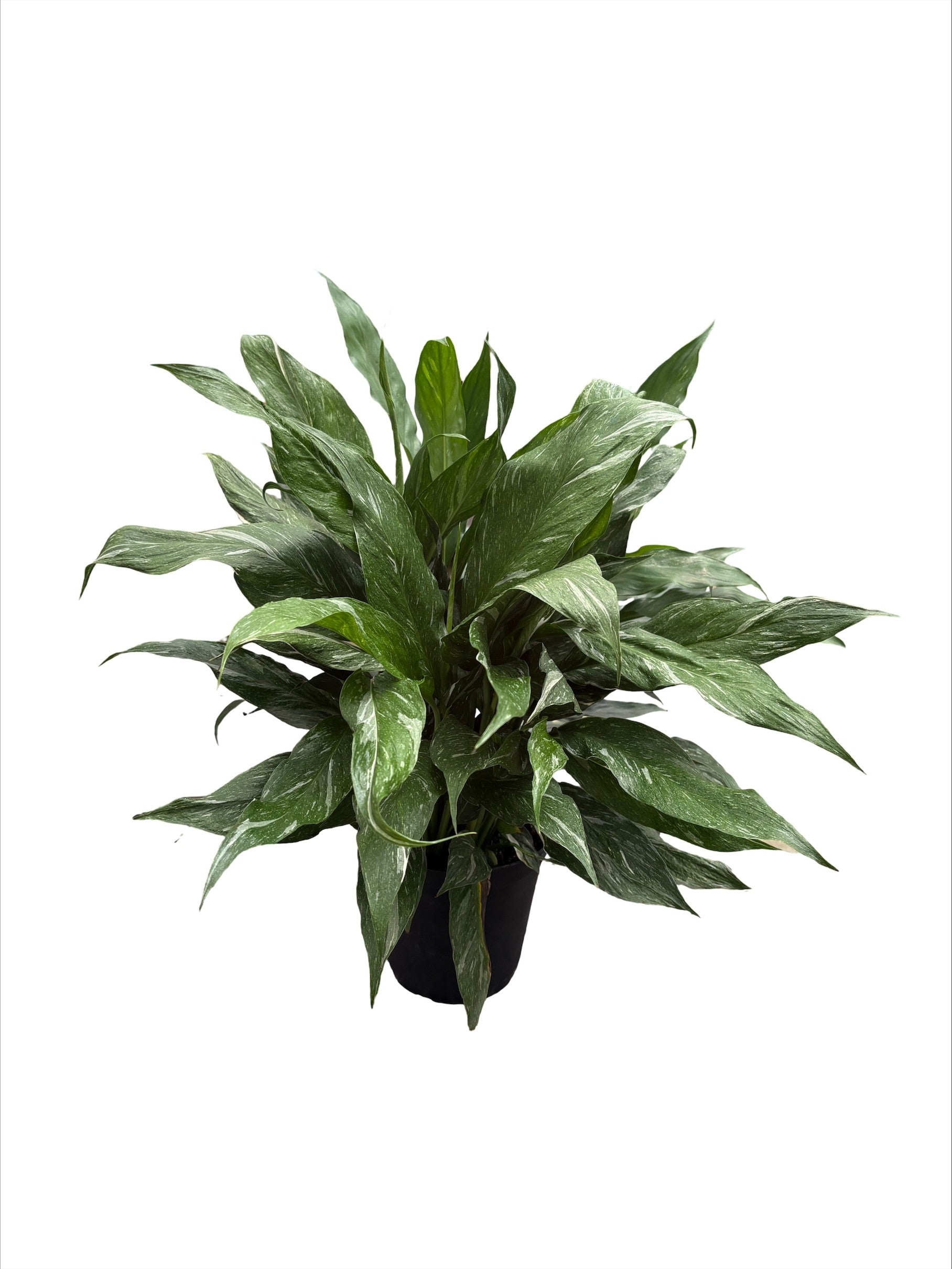 6" Spathiphyllum Jet Diamond