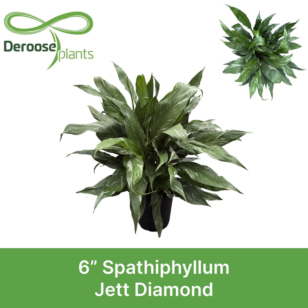 6" Spathiphyllum Jet Diamond