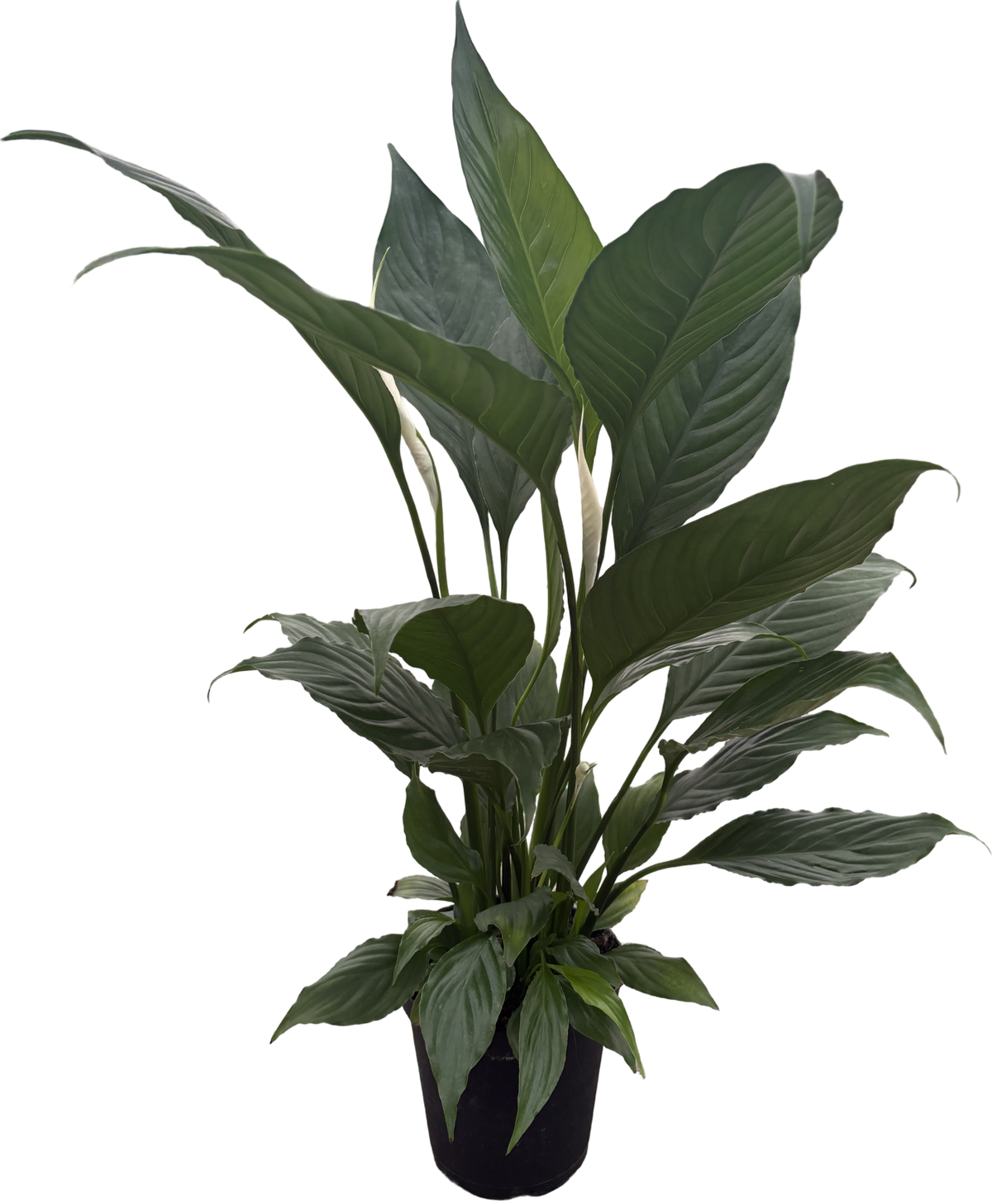 6" Spathiphyllum Marakay (Spiking)