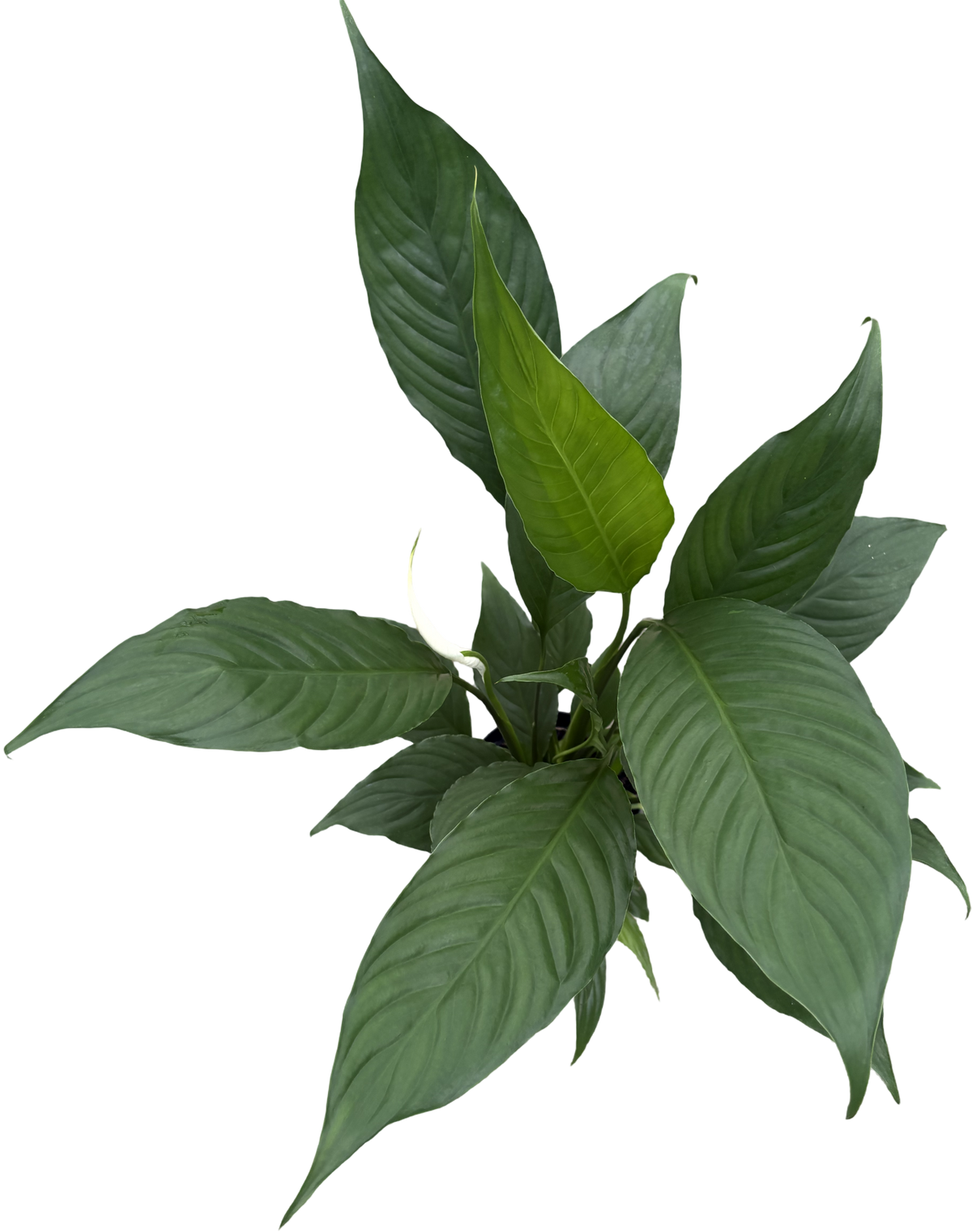 6" Spathiphyllum Marakay (Spiking)