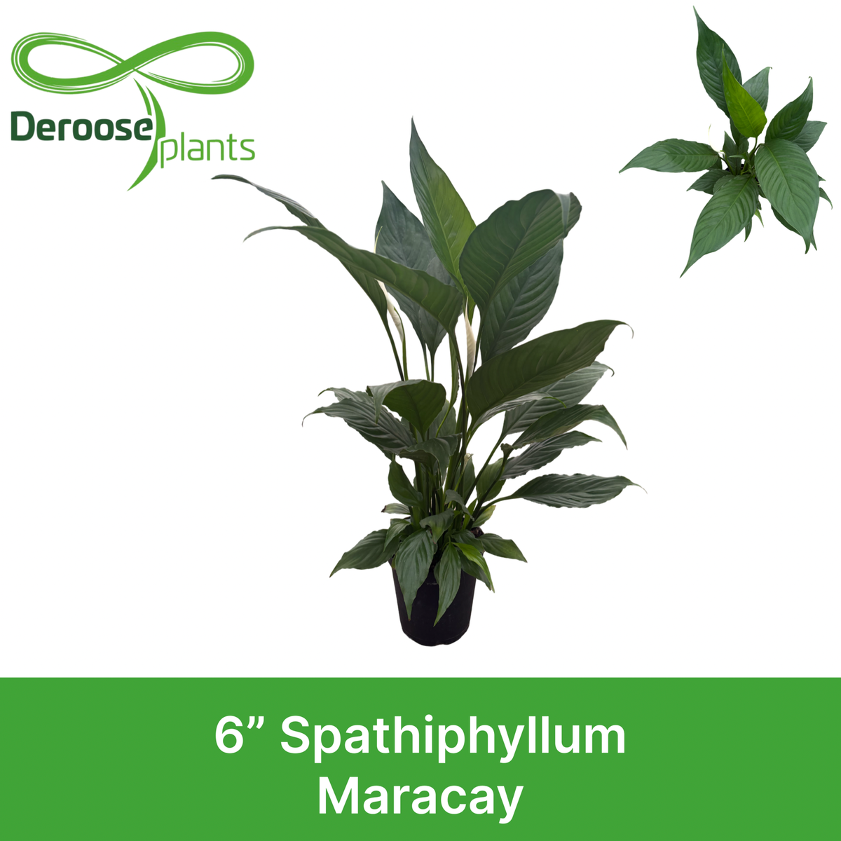 6" Spathiphyllum Marakay (Spiking)