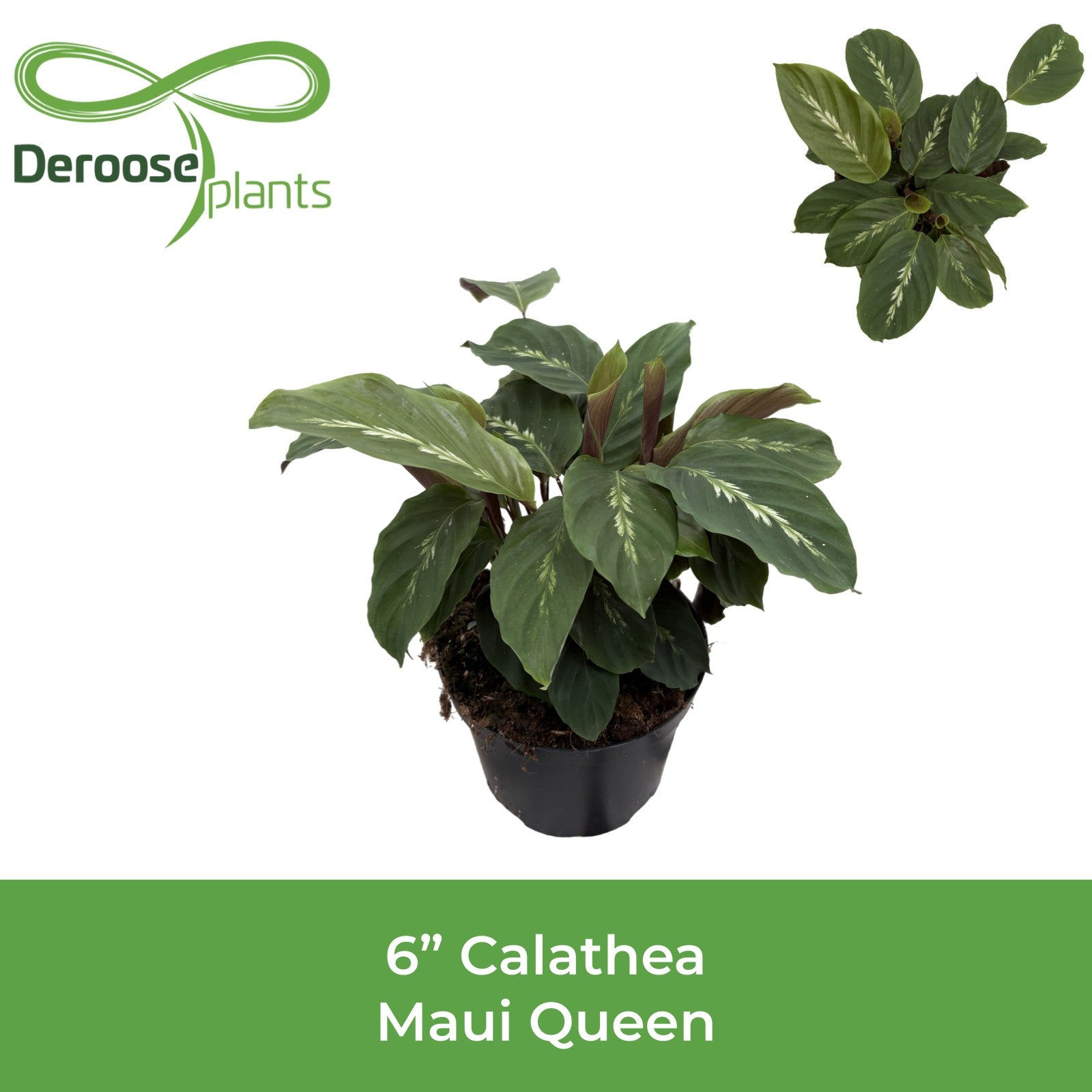 6" Calathea Maui Queen