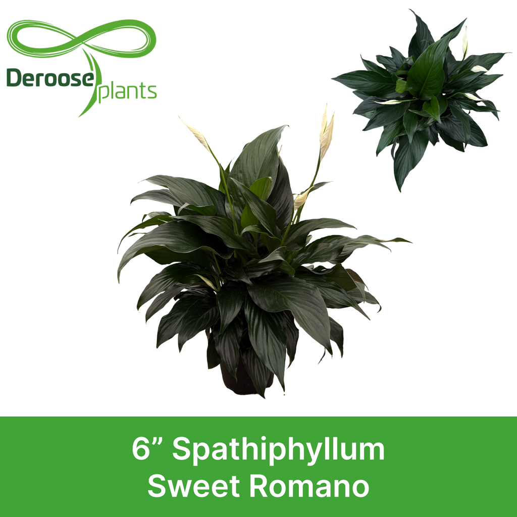 6" Spathiphyllum Sweet Romano