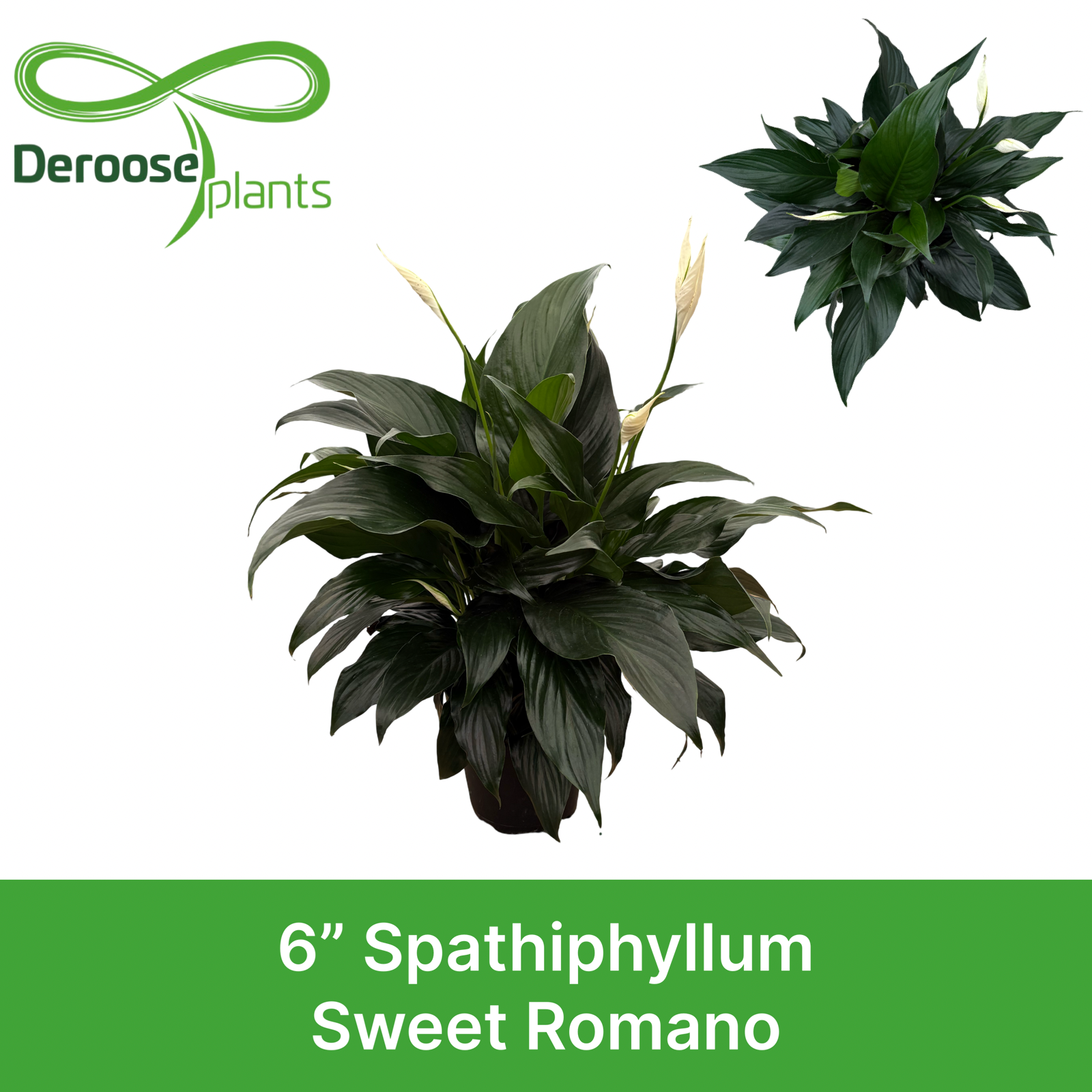 6" Spathiphyllum Sweet Romano