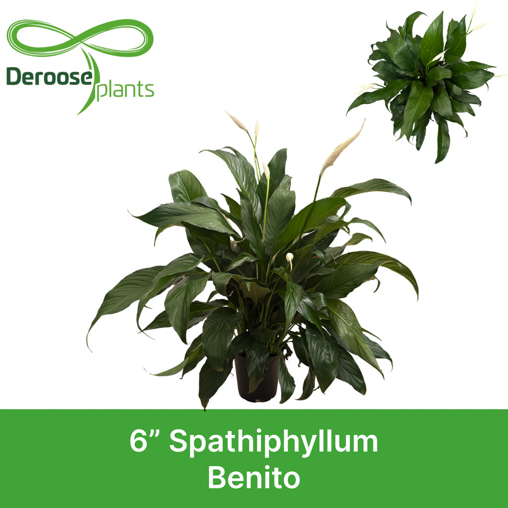 6" Spathiphyllum Bentio