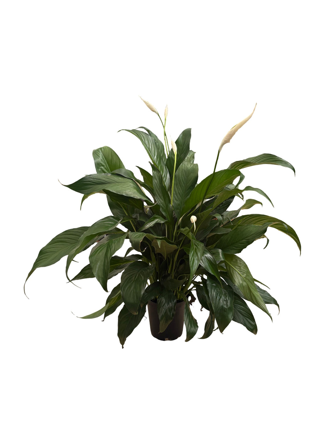 6" Spathiphyllum Bentio