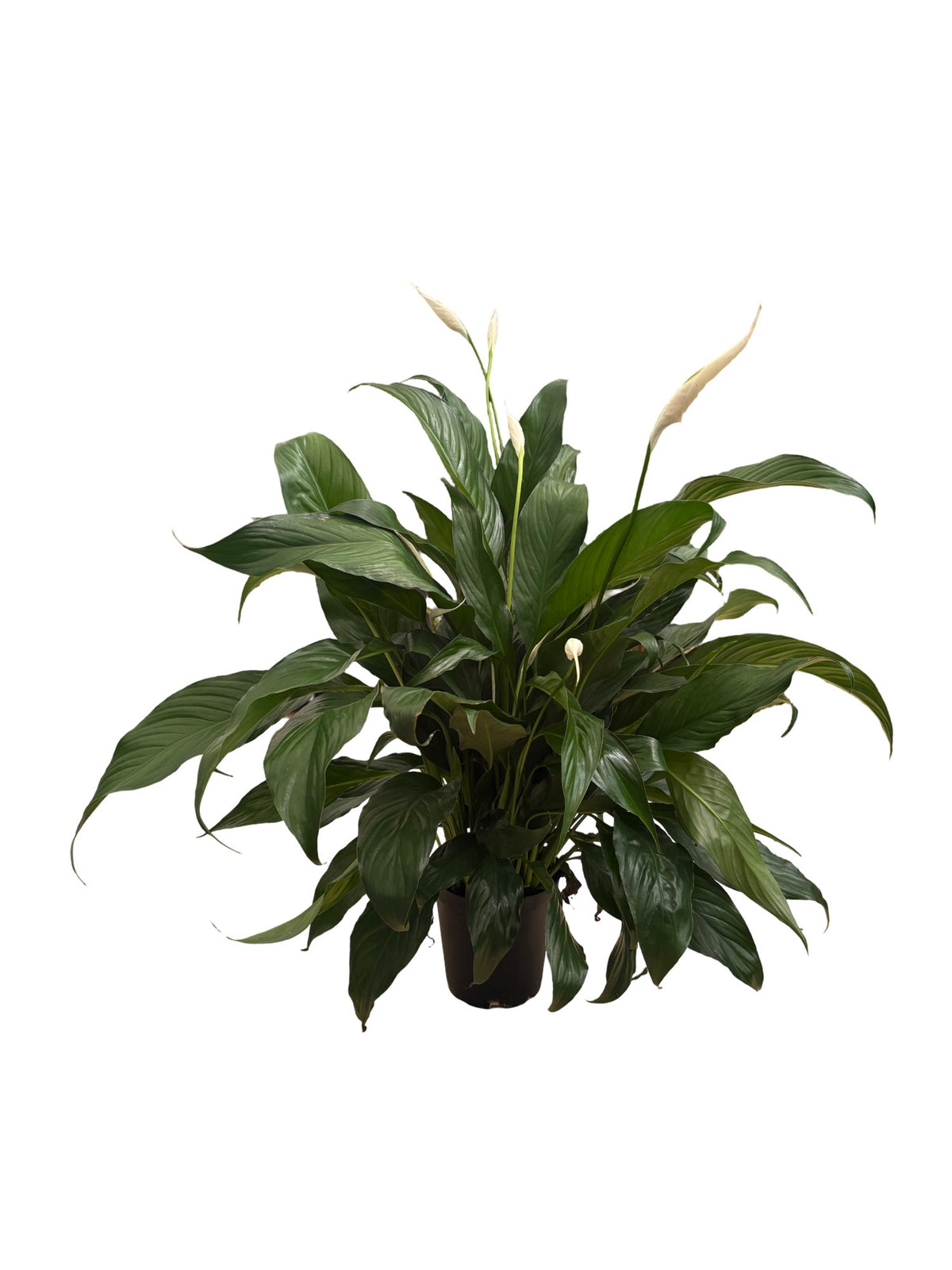 6" Spathiphyllum Bentio