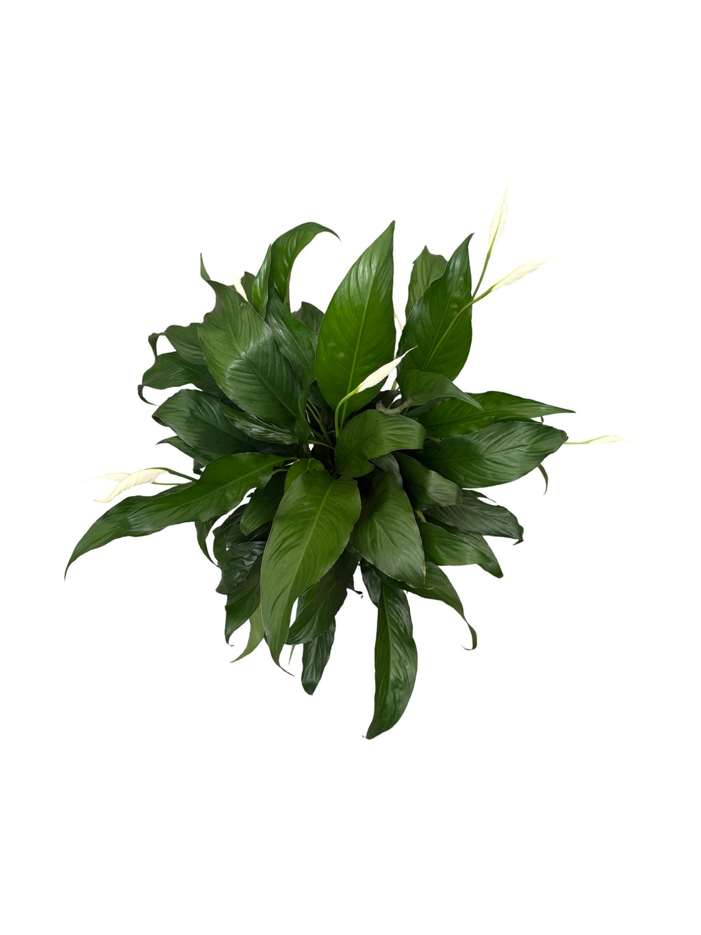 6" Spathiphyllum Bentio