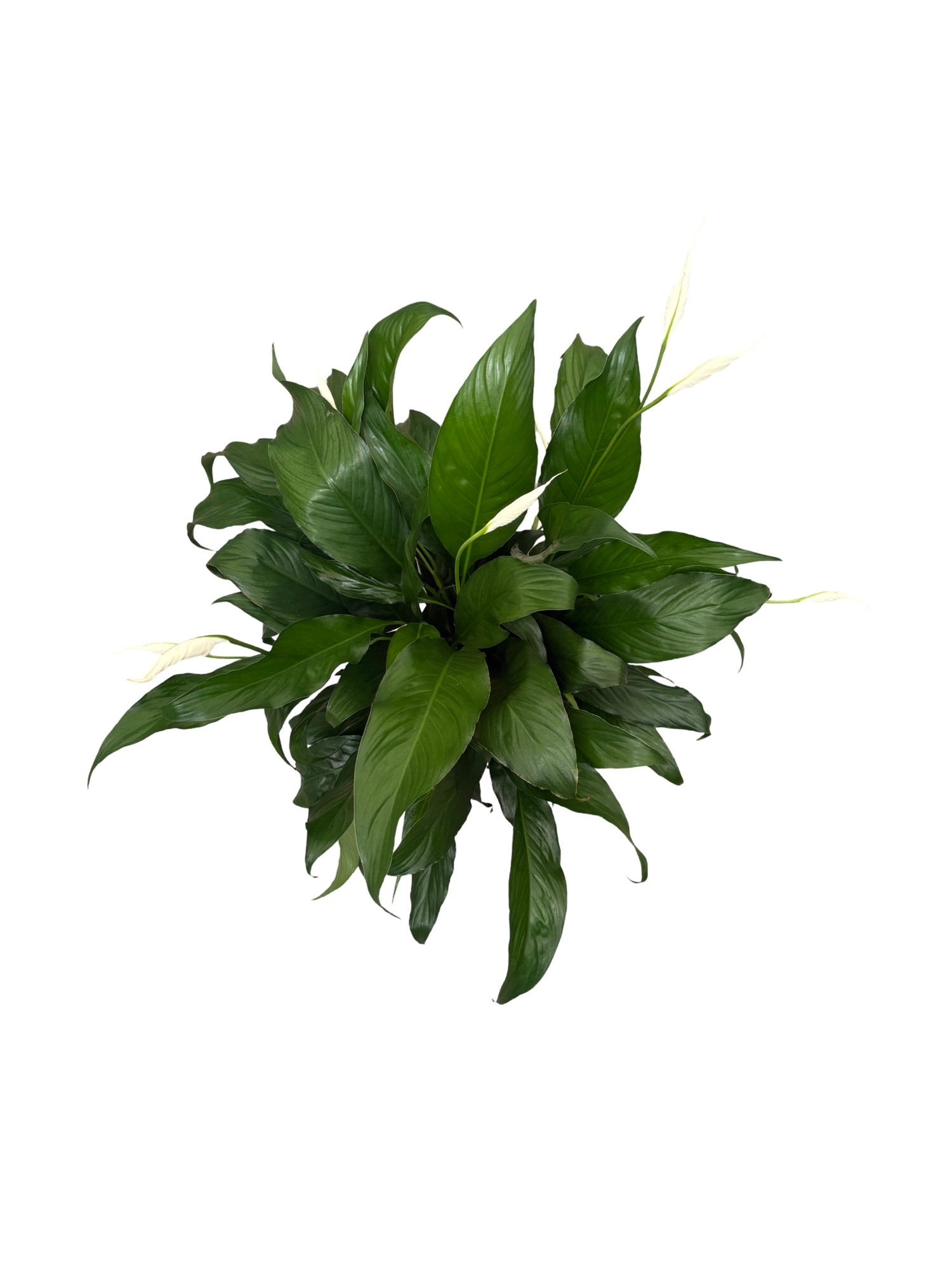 6" Spathiphyllum Bentio