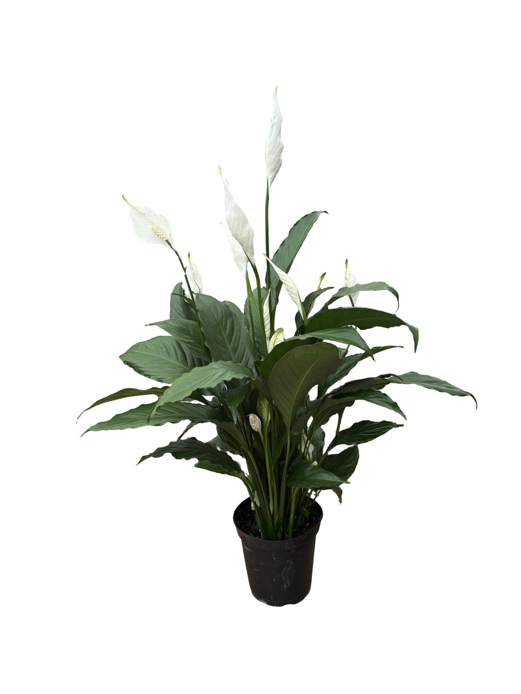 6" Spathiphyllum Flowerbunch w/ Spike