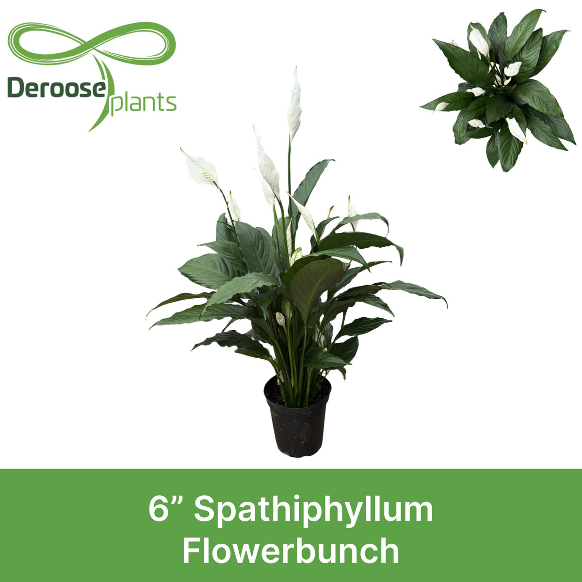 6" Spathiphyllum Flowerbunch w/ Spike