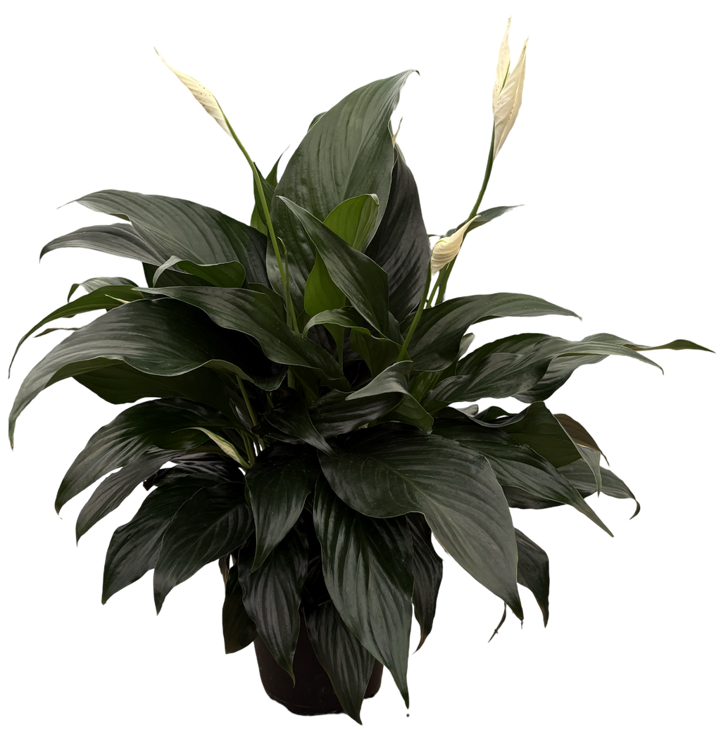 6" Spathiphyllum Sweet Romano
