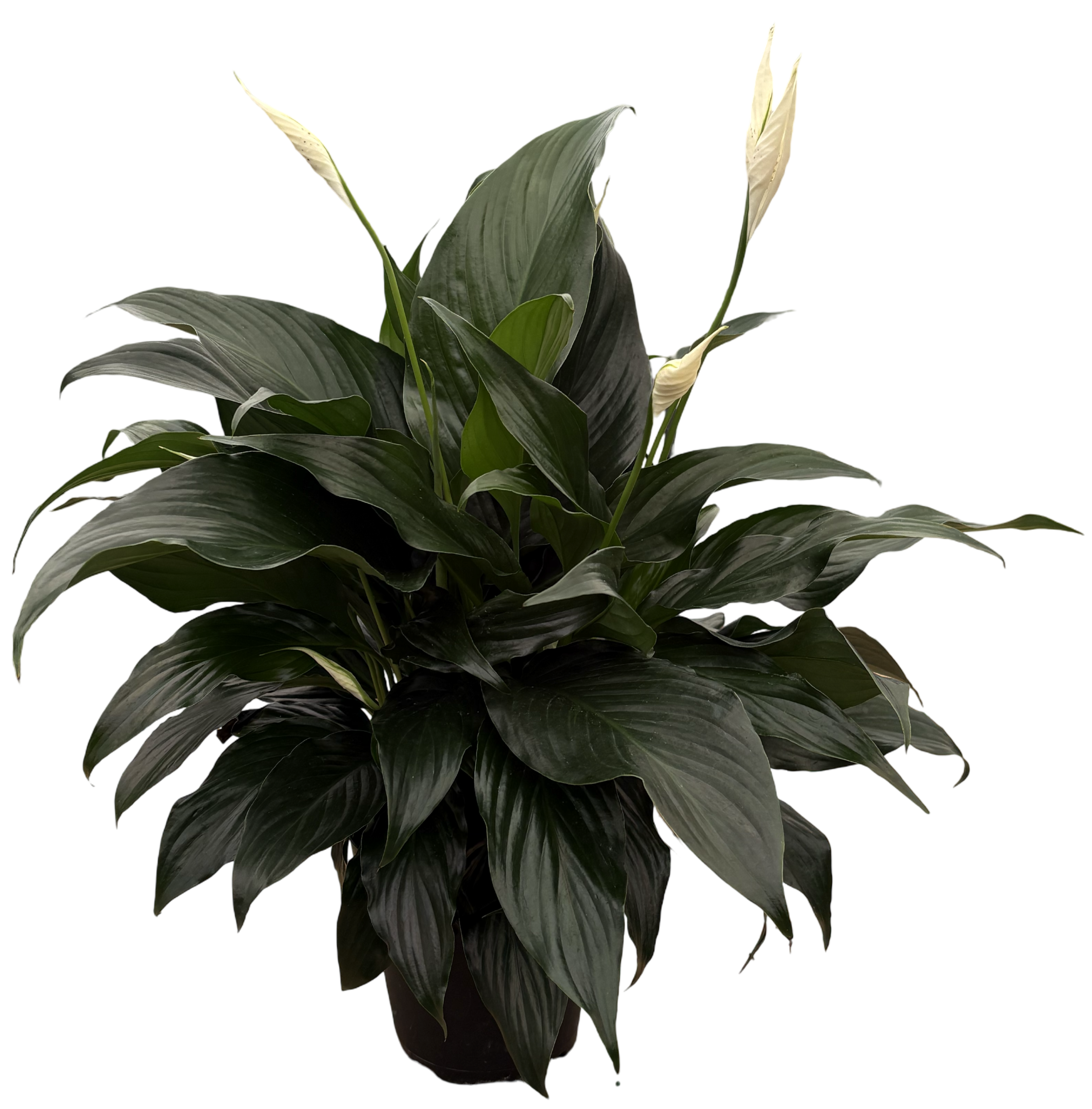 6" Spathiphyllum Sweet Romano