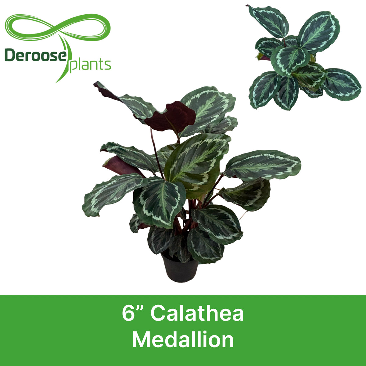 6" Calathea Medallion