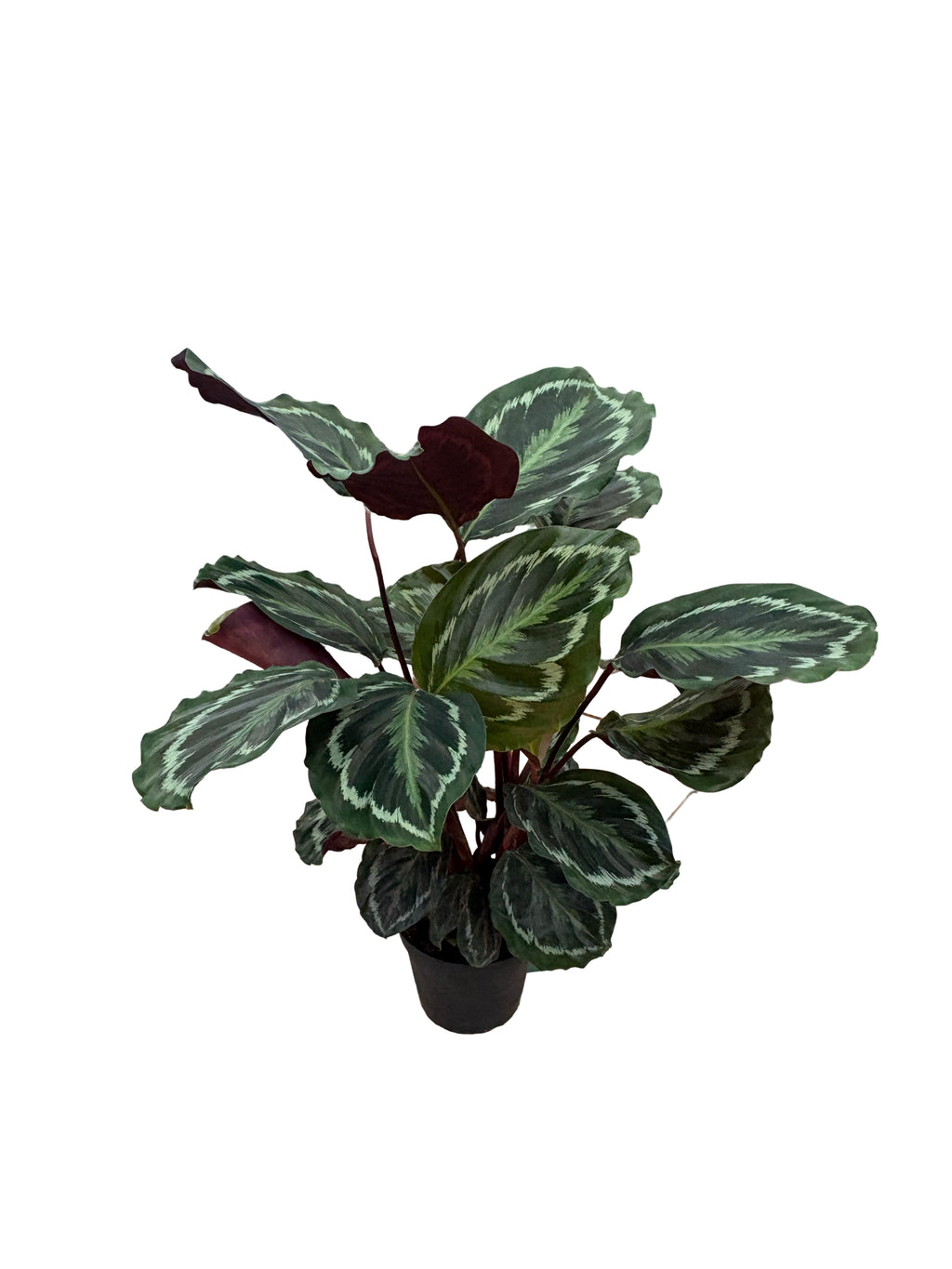 6" Calathea Medallion