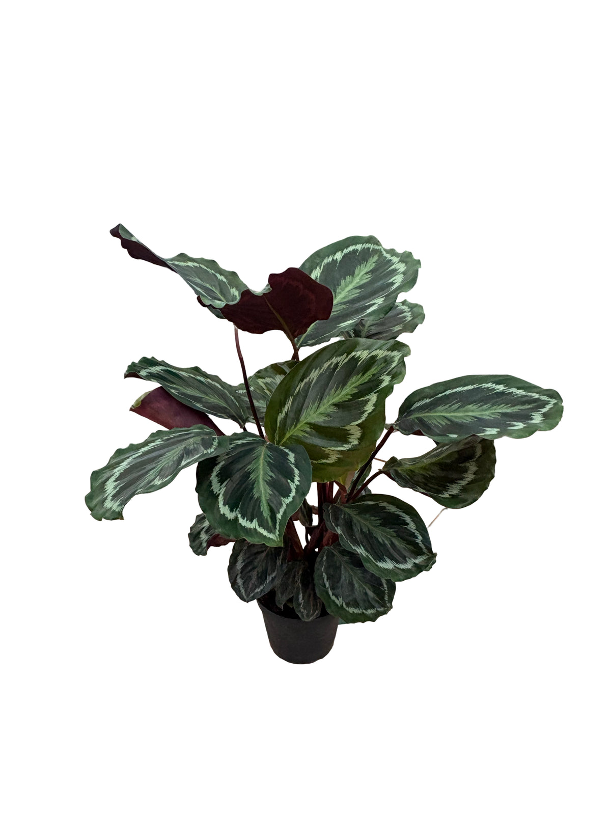 6" Calathea Medallion