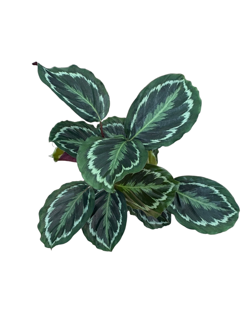 6" Calathea Medallion