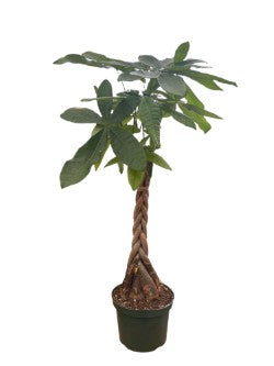 8" Pachira Braid 'Money Tree'