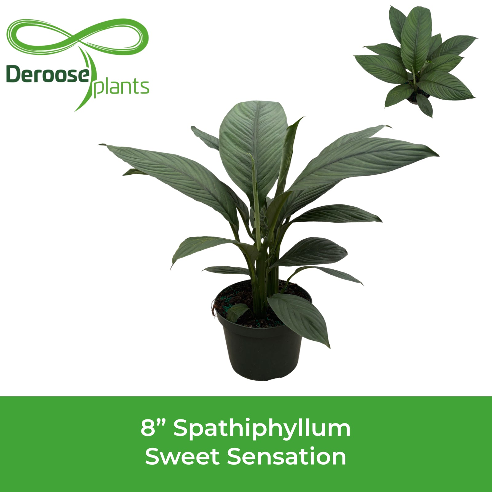 8" Spathiphyllum Sweet Sensation