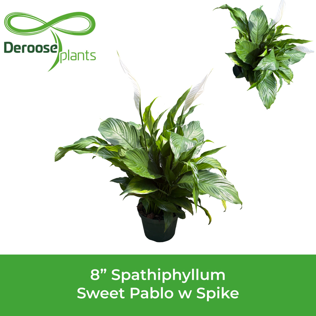 8" Spathiphyllum Sweet Pablo w/ Spike