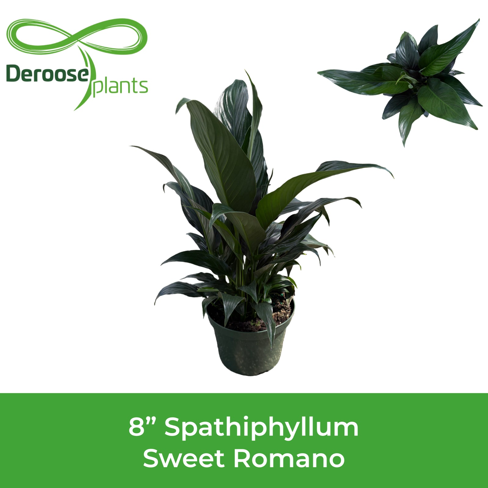 8" Spathiphyllum Sweet Romano