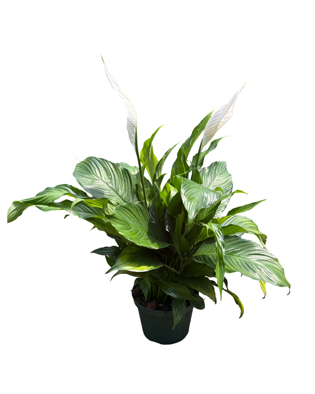 8" Spathiphyllum Sweet Pablo w/ Spike