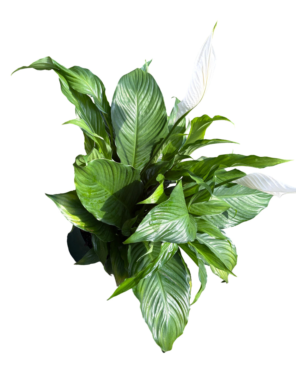 8" Spathiphyllum Sweet Pablo w/ Spike