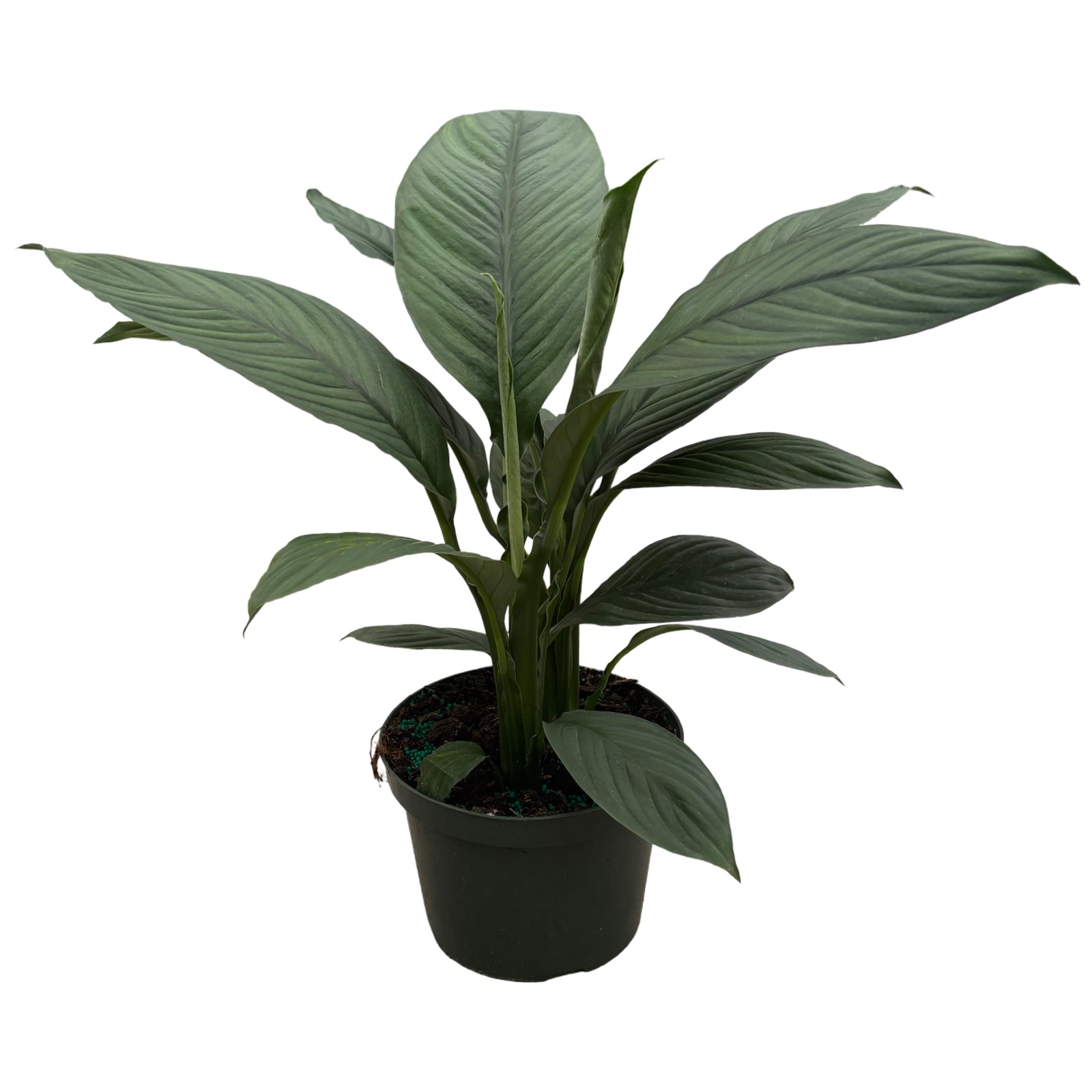 8" Spathiphyllum Sweet Sensation