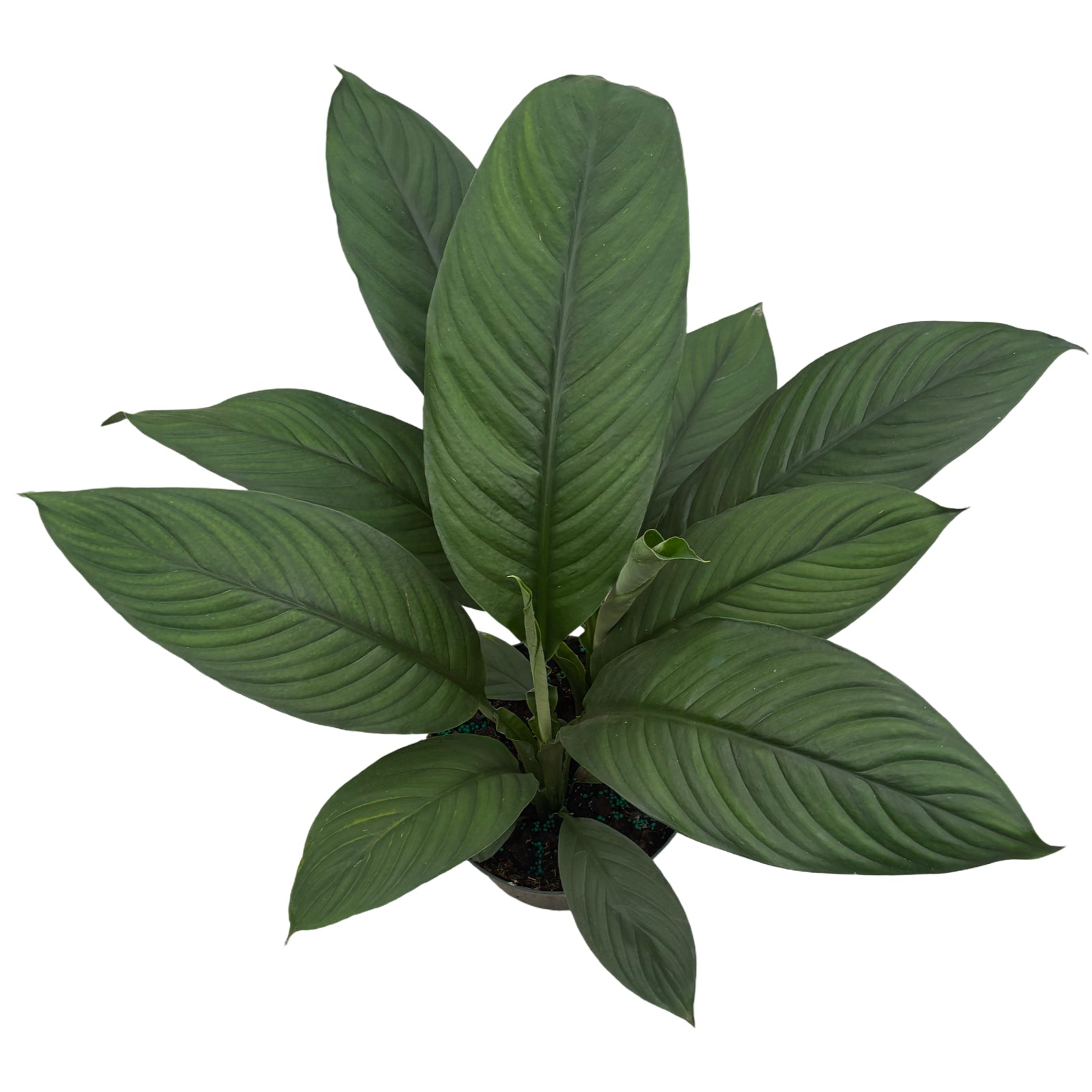 8" Spathiphyllum Sweet Sensation