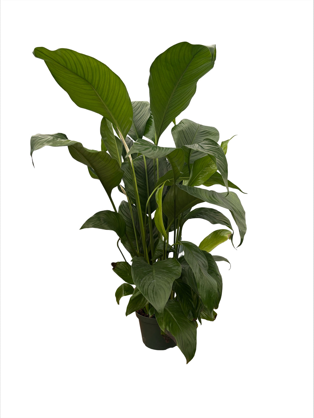 8" Spathiphyllum Sweet Lauretta