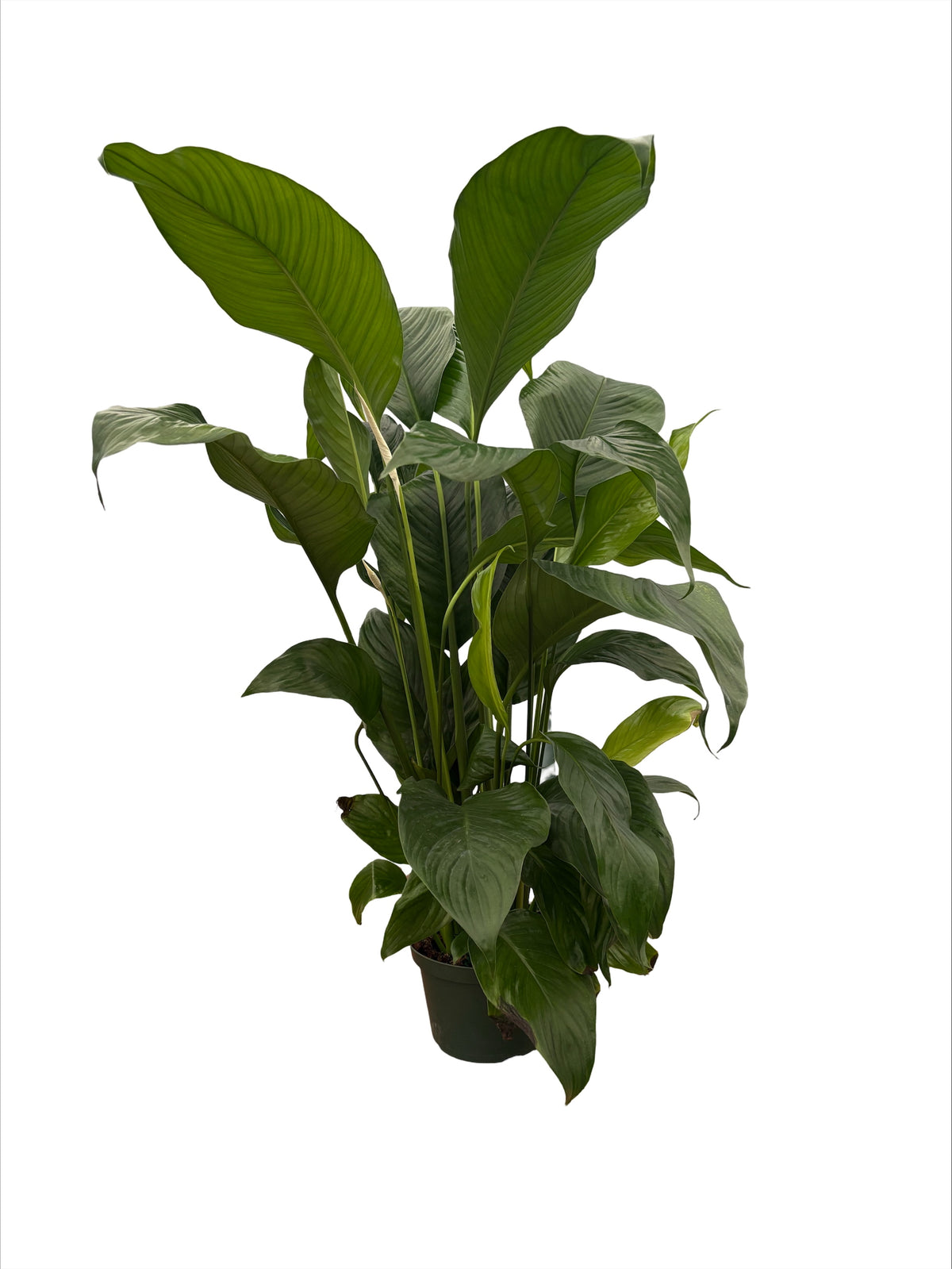 8" Spathiphyllum Sweet Lauretta