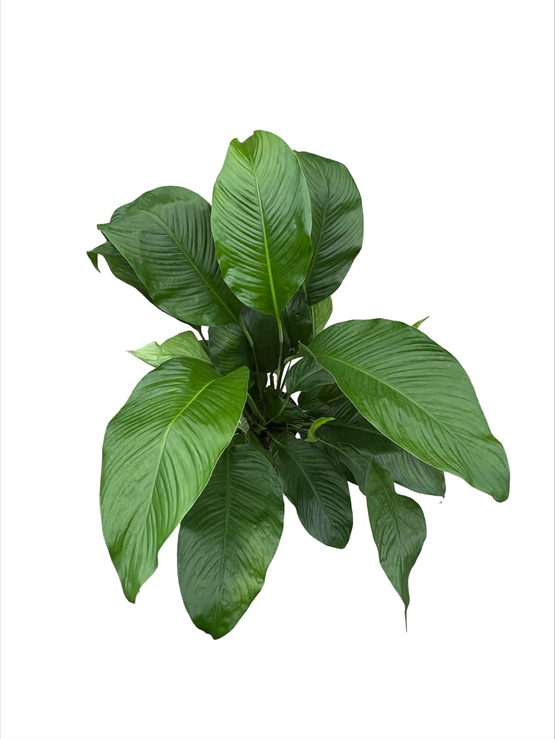 8" Spathiphyllum Sweet Lauretta
