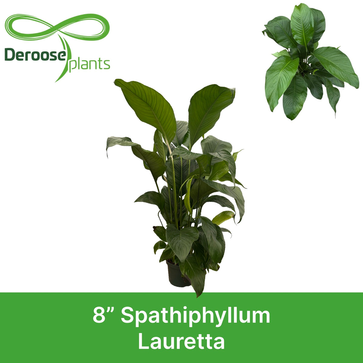 8" Spathiphyllum Sweet Lauretta