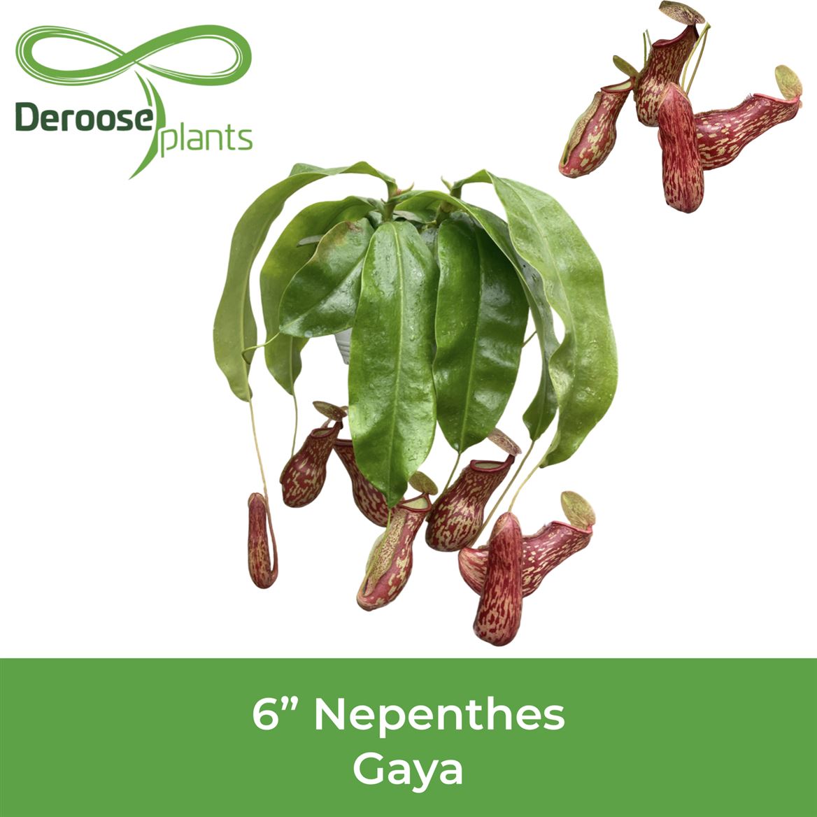 6" Nepenthes Gaya