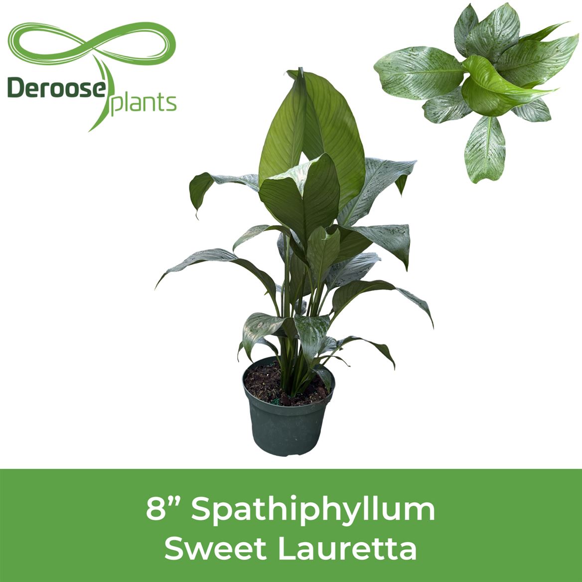 8" Spathiphyllum Sweet Lauretta