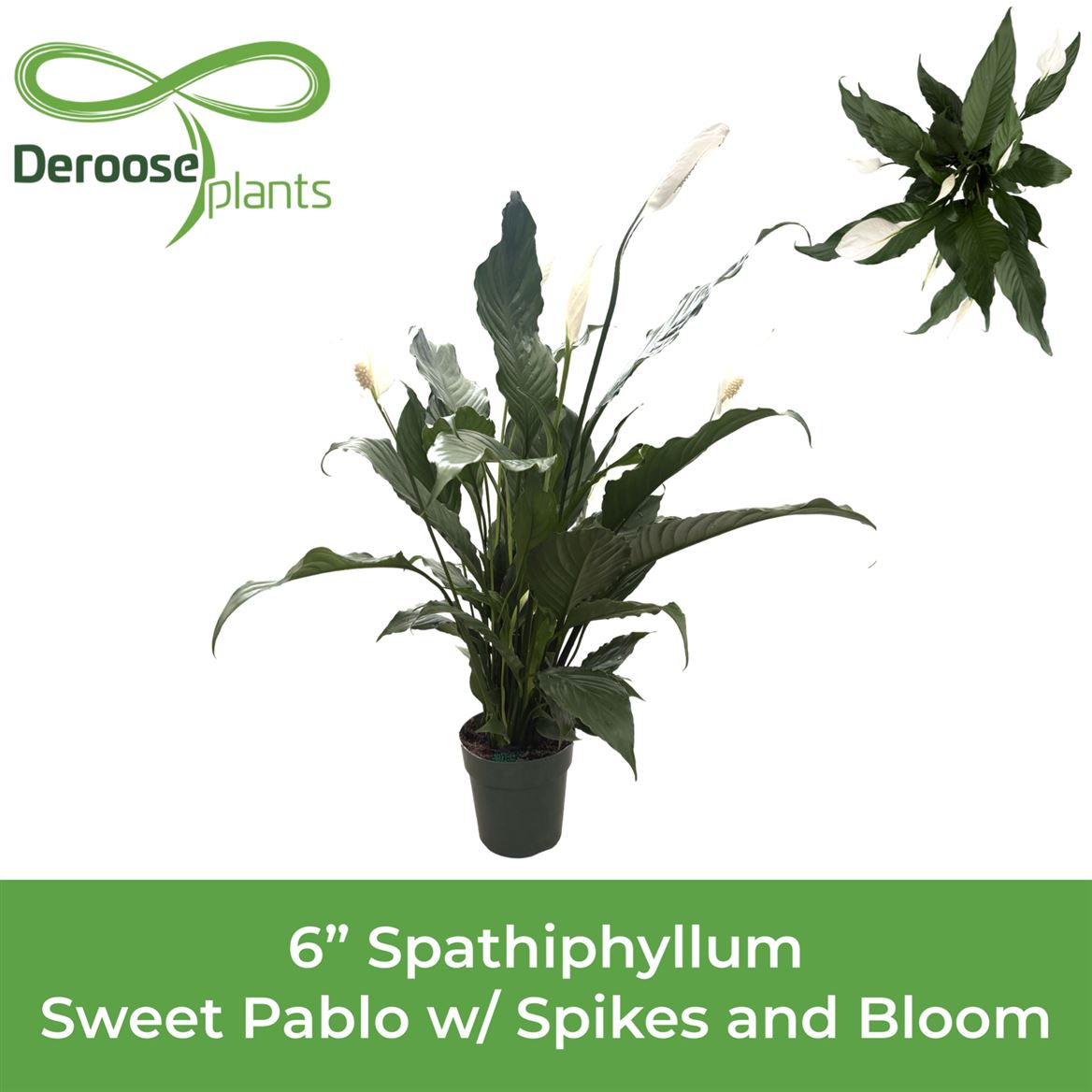 6" Spathiphyllum Sweet Pablo
