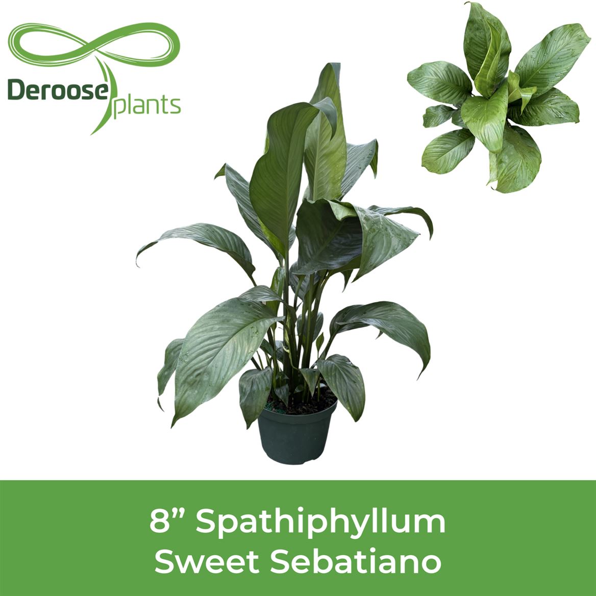 8" Spathiphyllum Sweet Sebastiano