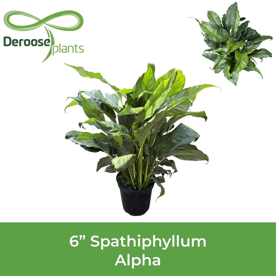 6" Spathiphyllum Alpha