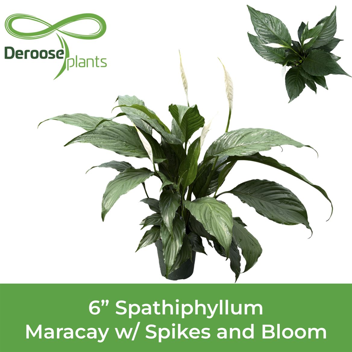 6" Spathiphyllum Maracay