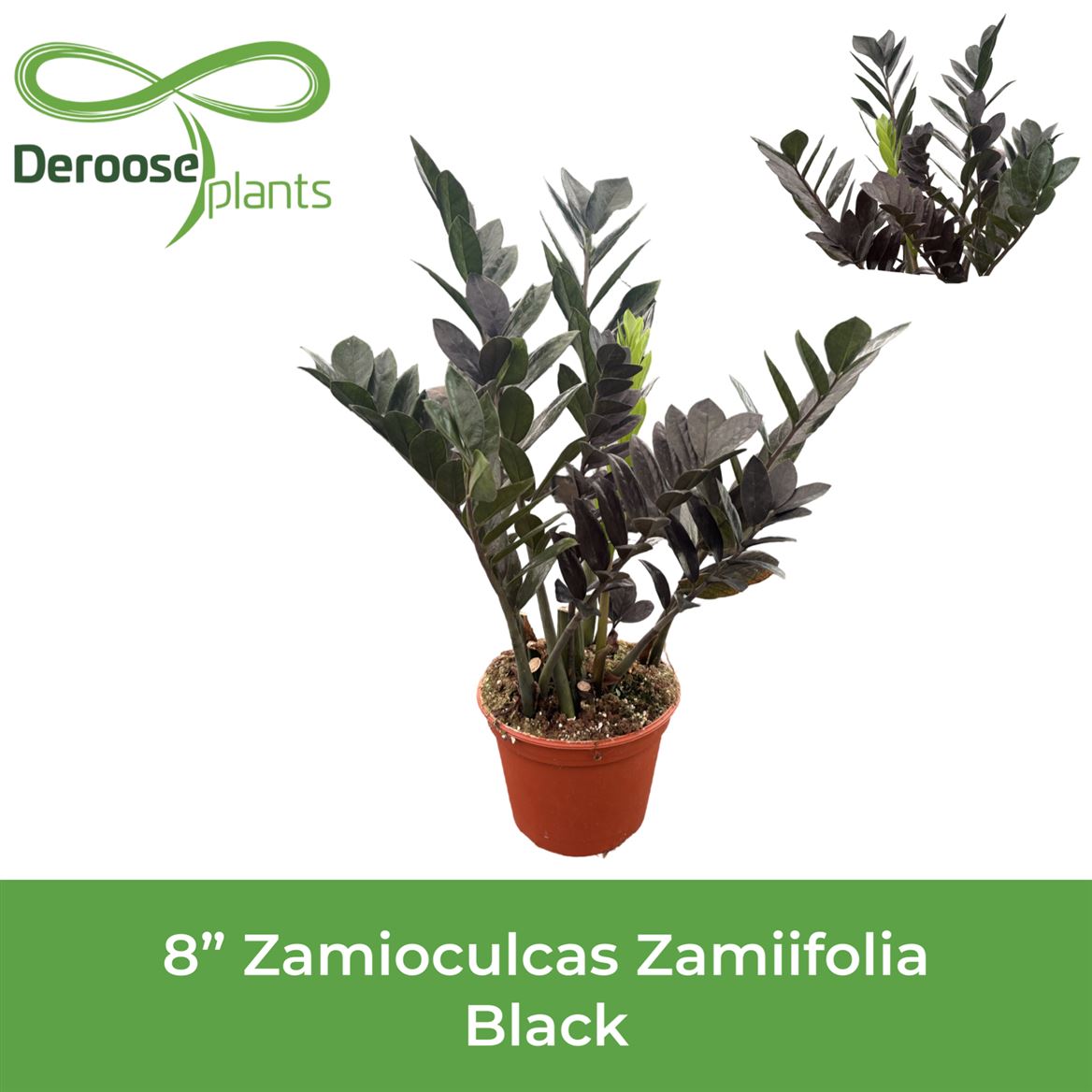 8" Zamioculcas Zamiifolia Black