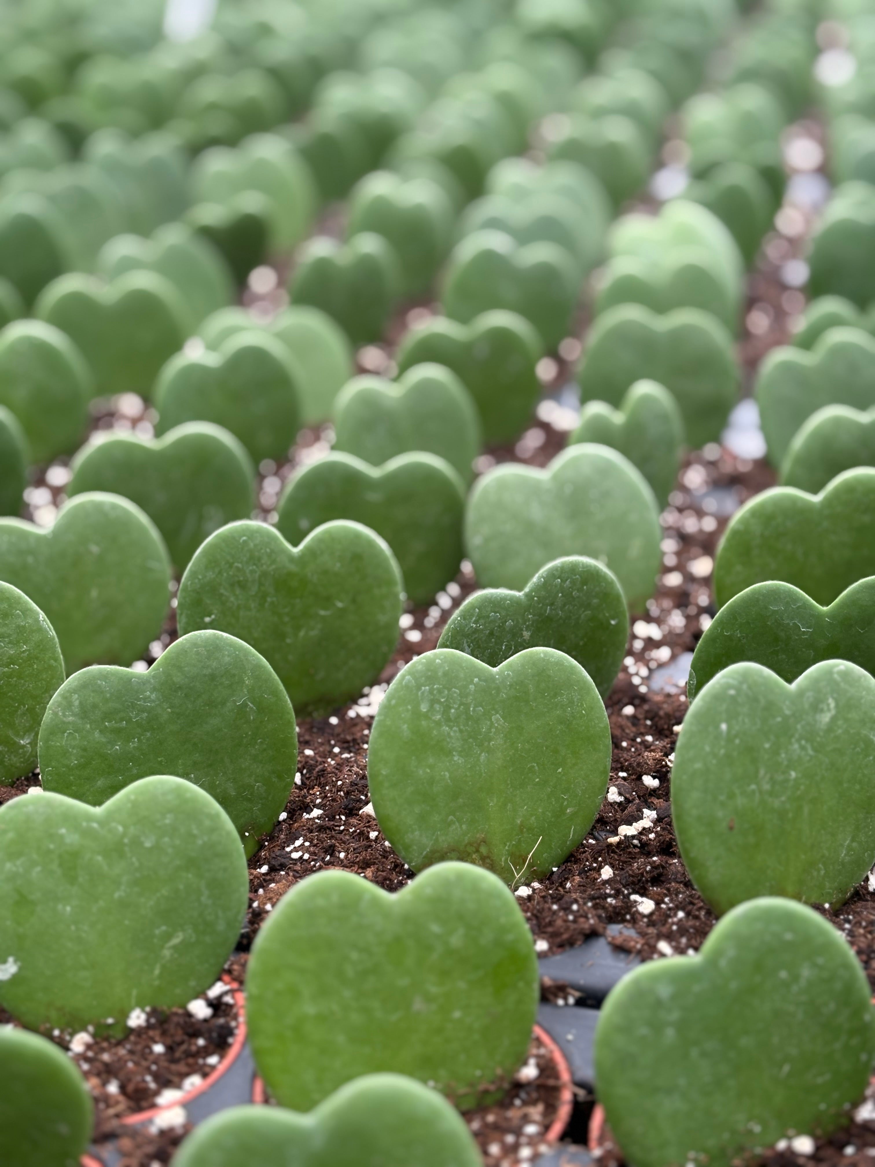 2" Hoya Kerri Heart