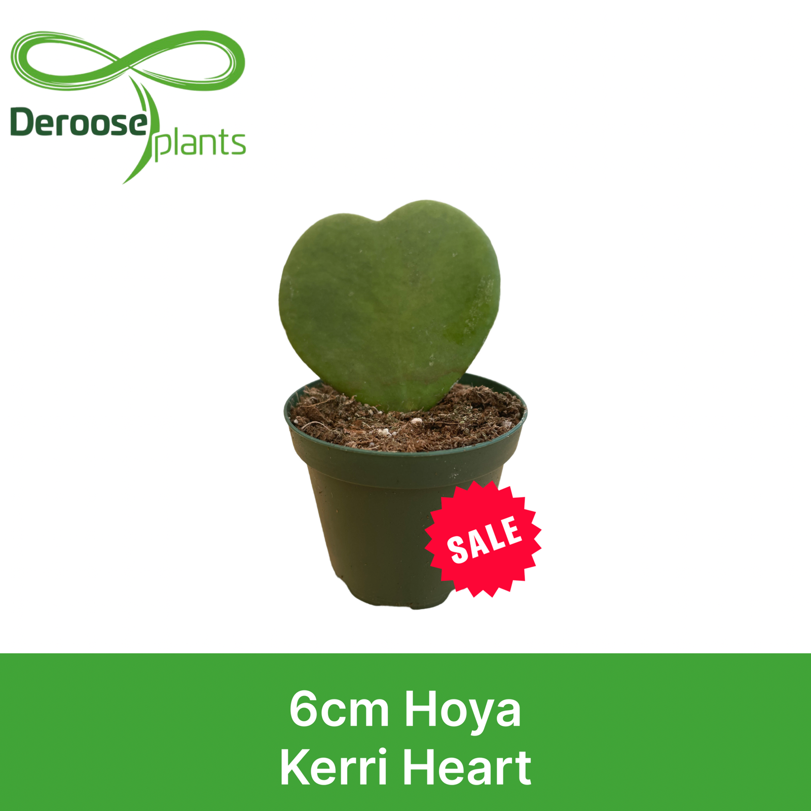 2" Hoya Kerri Heart
