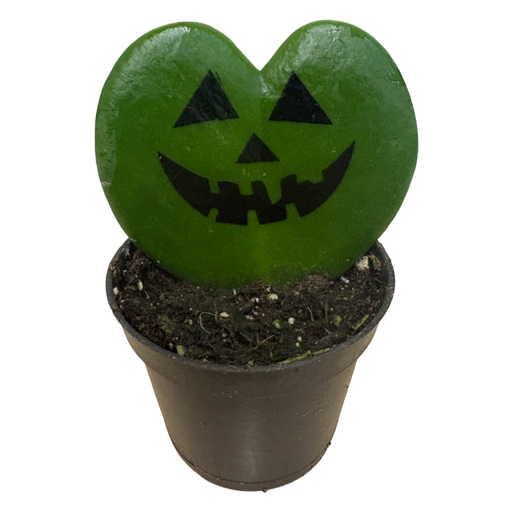 2" Hoya Message Printz Jack-O Lantern
