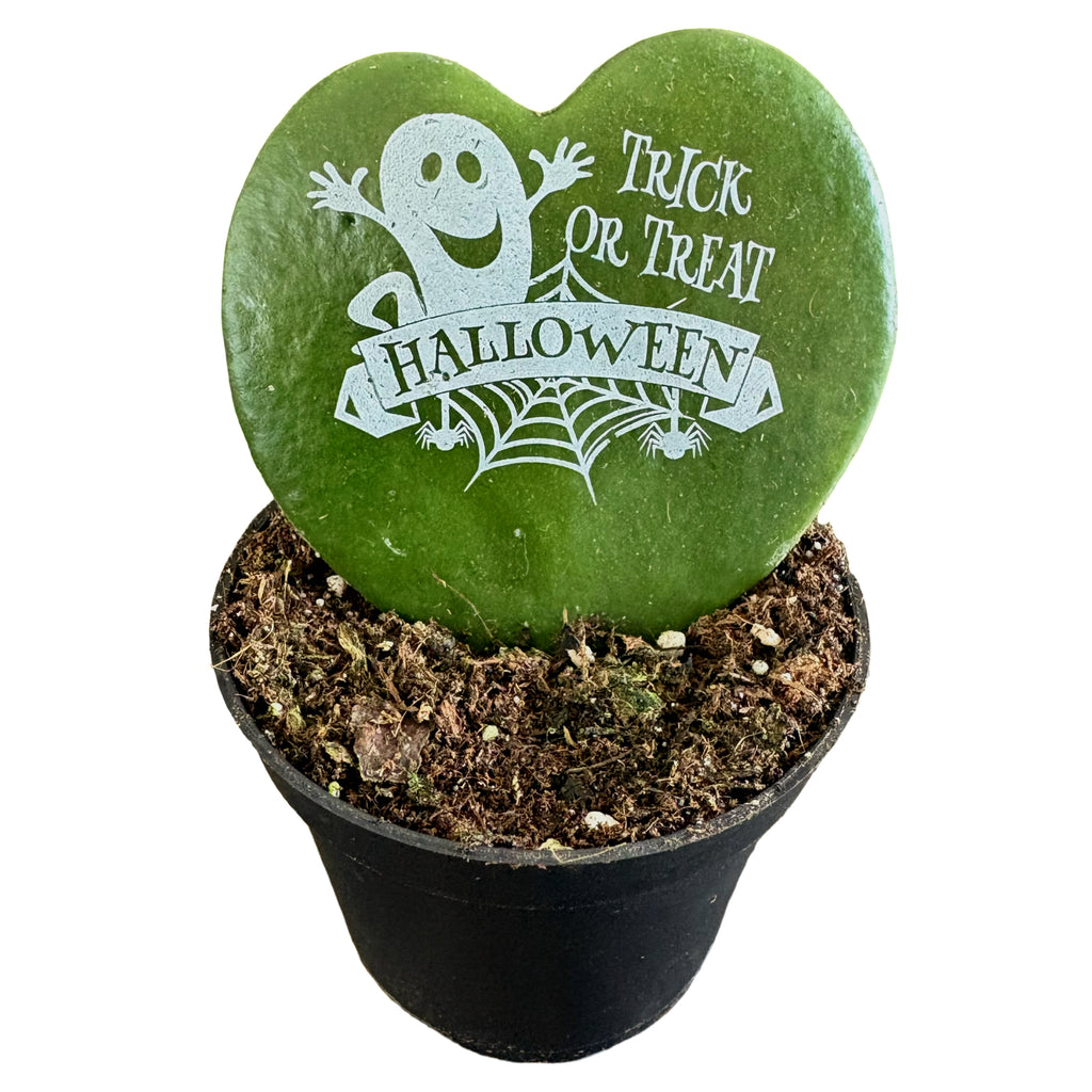2" Hoya Message Printz Trick Or Treat
