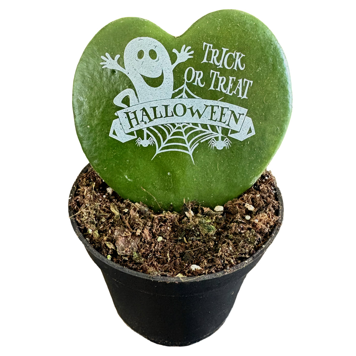2" Hoya Message Printz Trick Or Treat